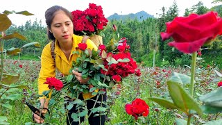 Harvesting the most beautiful Roses go to Market sell - Plant a colorful flower garden.