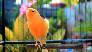 أغنية الكناري المذهلة للإحماء لمدة 10 دقائق بدقة عالية – إحماء الكناري screenshot 2