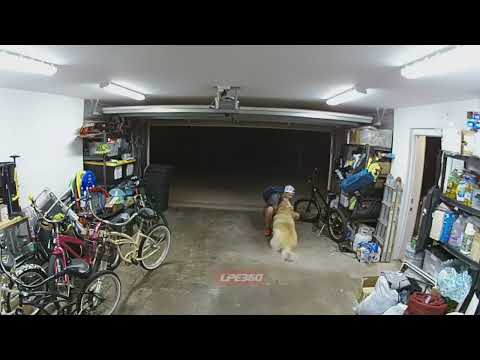Thief takes a break to play with a dog