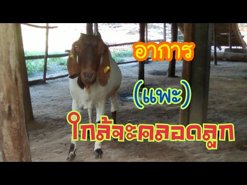 อาการ(แพะ)ใกล้จะคลอดลูก.. | by ชีลองฟาร์ม