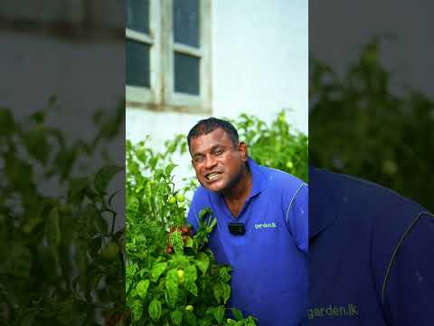 A Man Who Has No Taste 