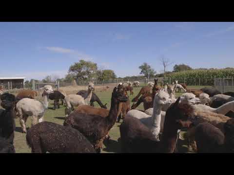 Happy Alpaca Day by Sergio Demara