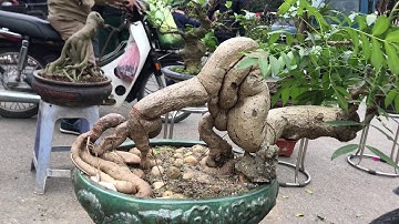 Cây Cóc Bonsai hoá Lạc Đà giá 15 triệu tại chợ Sơn Tây / YÊU CÂY
