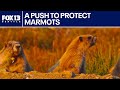 Environmentalists sue federal government to protect endangered Olympic marmot | FOX 13 Seattle