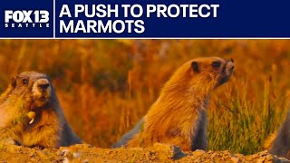 Environmentalists sue federal government to protect endangered Olympic marmot | FOX 13 Seattle
