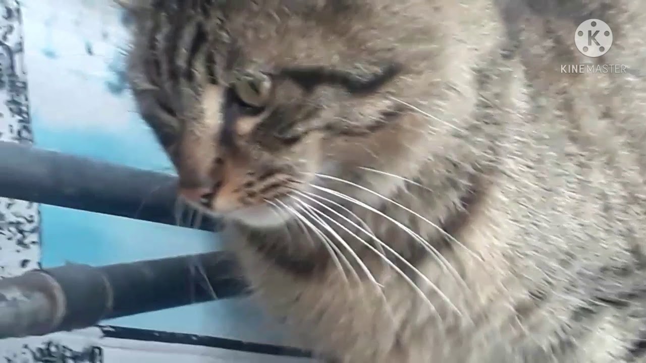 street cats-wild cats- where do stray cats sleep ? /traveler nature life/activity