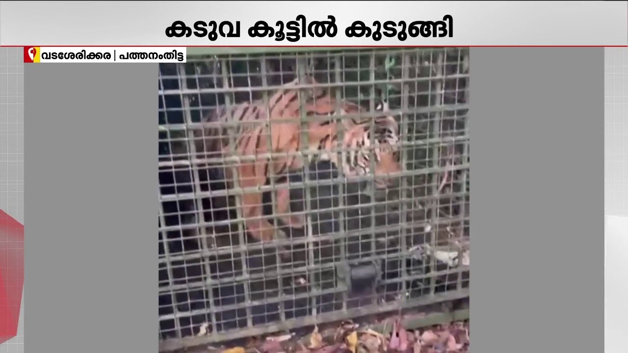 കുമ്പളത്താമണ്ണില്‍ കടുവ കെണിയില്‍ വീണു | Forest Department