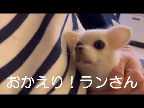 チワワのらん hqdefault.jpg