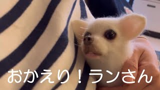 突然、ランちゃんが我が家に帰ってきた！ - YouTube