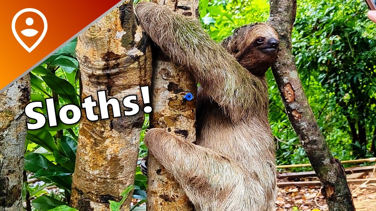 Обзор экскурсии в экопарк Mayan Eden Eco Park - Роатан, Гондурас!