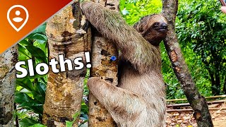 Mayan Eden Eco Park - Roatan, Honduras Excursion Review!