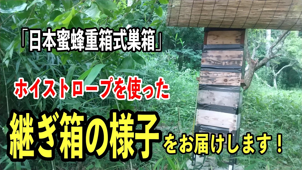 日本ミツバチ絶好調！今年2回目の継箱をリアルな作業でお届け #日本