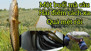 Câu cá lóc... từ làn mai câu qua Tân Phước và cá kết