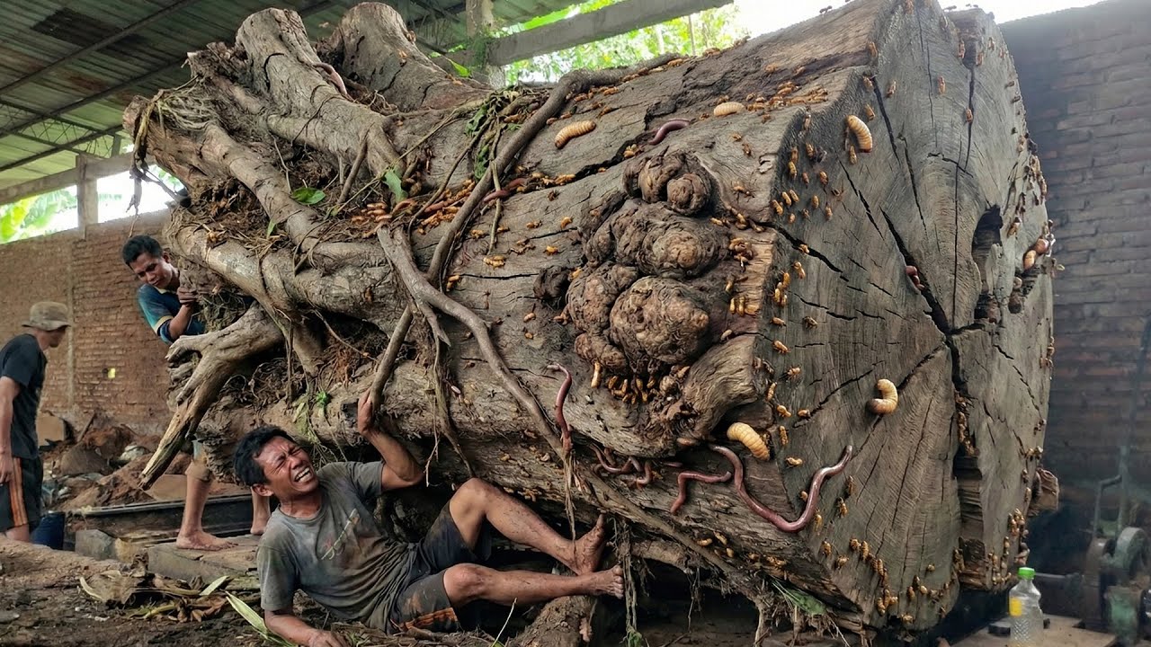 From Giant Trembesi Tree to Lumber in a No Safety Extreme Sawmill
