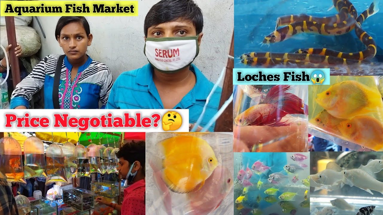 Aquarium Fish Price In Kolkata 2021 Sabse Sasti Machli Gallif