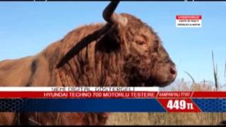 Fi̇rma İçi̇n Hyundai̇ Techno 700 Motorliu Testere