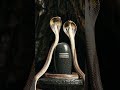#shiv #snake #worship