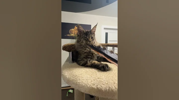 Video 5982141: tabby maine coon kitten, spotted tabby maine coon, tabby maine coon male, black tabby maine coon, gorgeous maine coon, eyed maine coon, purebred kitties