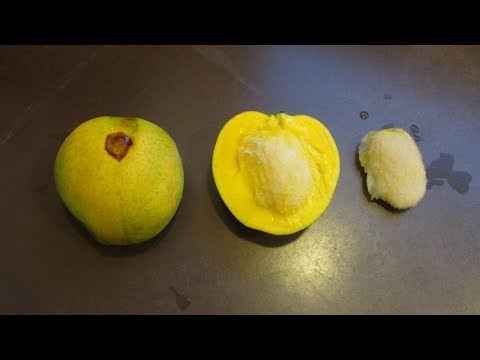 Mango Embryo, Seed, and Fruit Orientation, Which End Is Up?