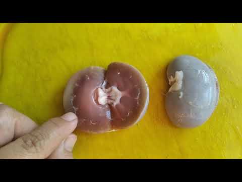 Урок анатомии на кухне.