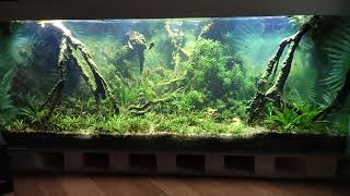 Biotope style aquarium  900l  - South America aquarium -Relaxing movie