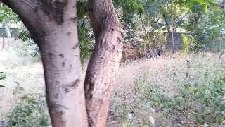 Nilgai (Blue cow) in Gujarat