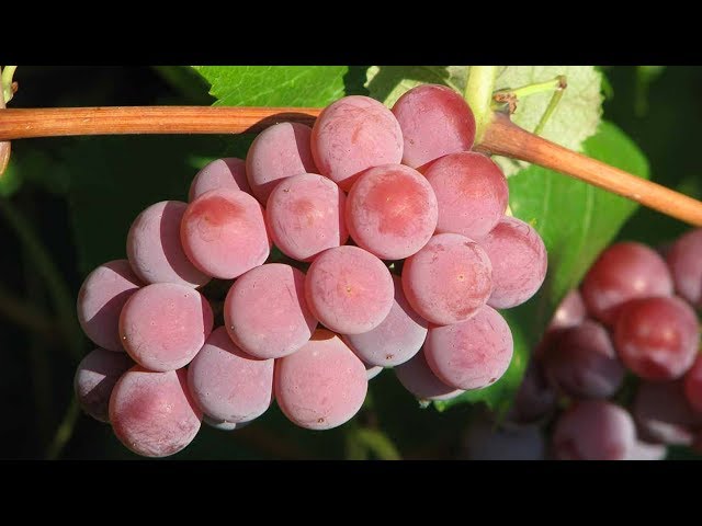 Сорта винограда без косточек. Зимостойкий кишмиш для ваших детей - YouTube
