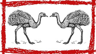 5 Minutes Common Ostrich Sound Common Ostrich Call Common Ostrich Noise