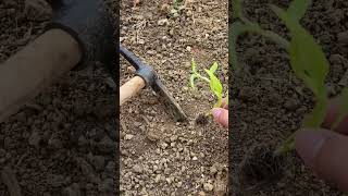 #Planting Tips #Planting Vegetables #Planting #Hollow Cabbage #Rural Life#2f7ef