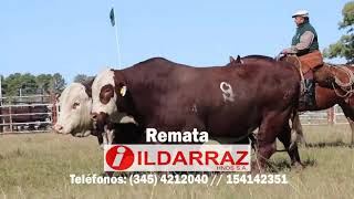 Próximo remate de Cabaña Buena Esperanza - 8 de Julio de 2021 - Consignataria Ildarraz Hnos. S.A.