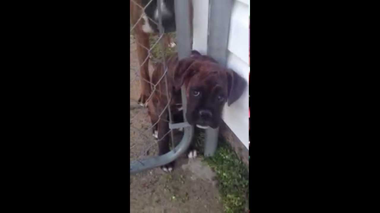 Boxer puppy gets head stuck in fence YouTube