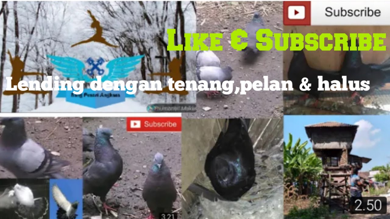  Merpati kupu kupu  mendarat dengan Aman kakak YouTube