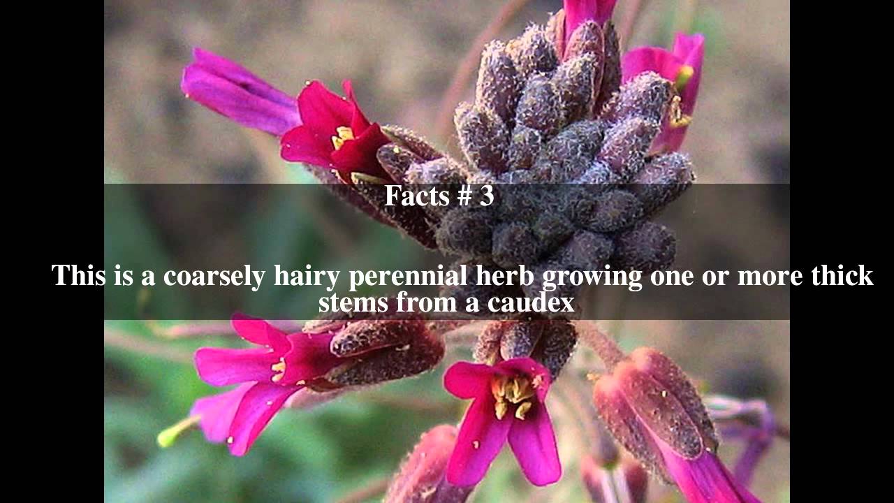 Boechera sparsiflora Top # 5 Facts