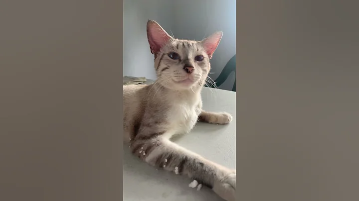 Watch the video about Bengalí #oldies #music #80smusic #cat #consentidotumascota #michis #cute #kitten #funny #pet #gato