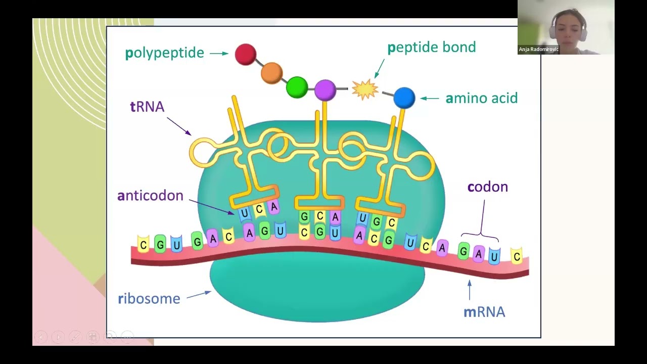 Классификация мутаций гена бета-гемоглобина с помощью машинного обучения