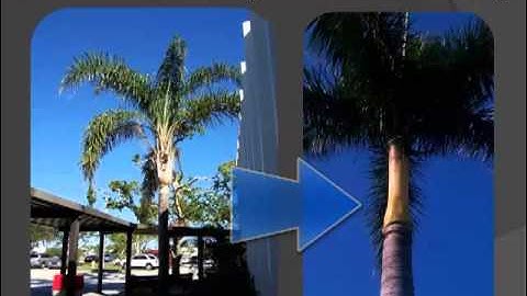 Reusable Learning Object #5 - Palm Anatomy