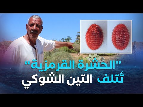 غليزان الحشرة القرمزية تتسبب في إتلاف مساحات كبيرة لبساتين نبات التين الشوكي