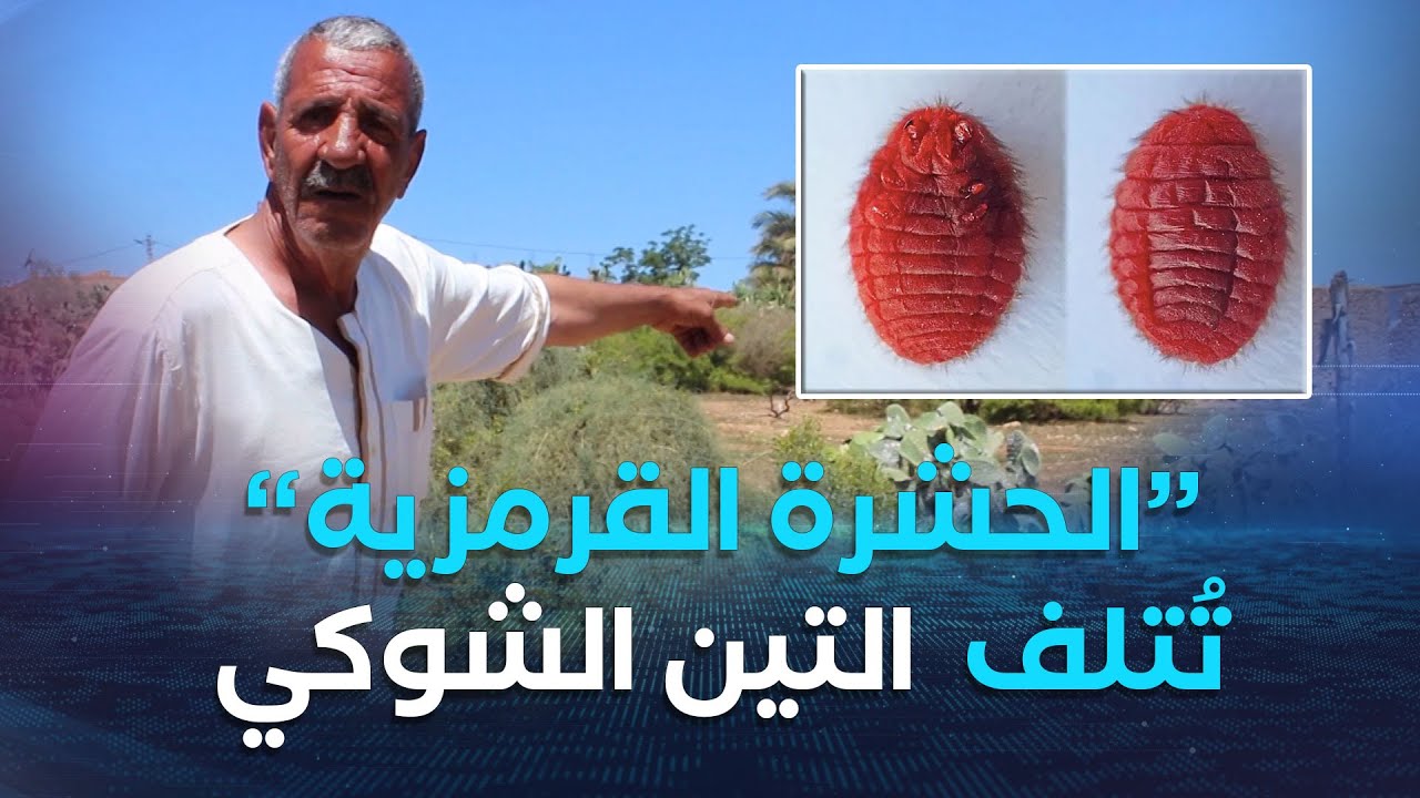 غليزان| الحشرة القرمزية تتسبب في إتلاف مساحات كبيرة لبساتين نبات التين الشوكي