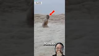 Hati-hati jika melihat ini di pantai #short #shortvideo #pantai #videomenarik #informasi