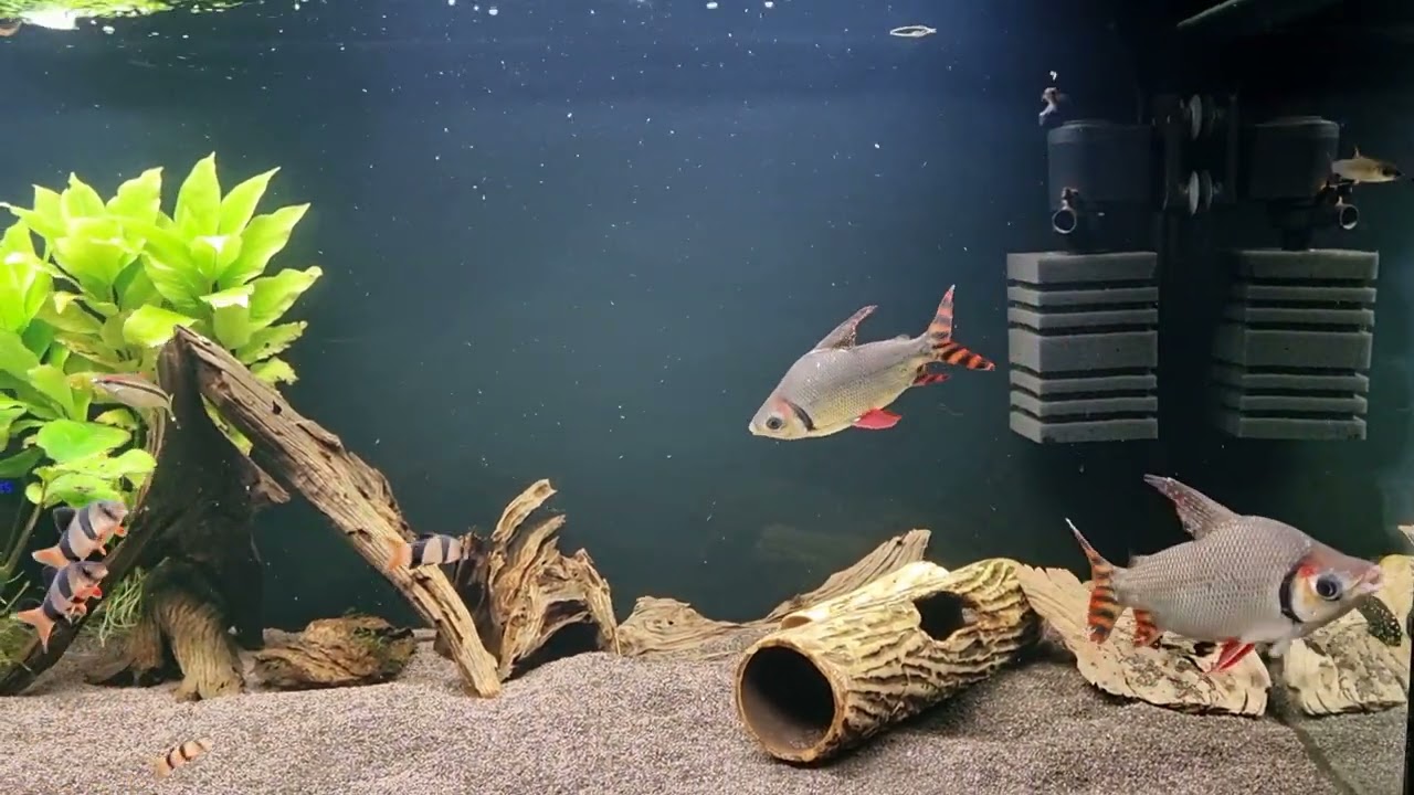 Семапрохилодусы