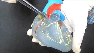 Complexo Estimulante do Coração – Vídeo aula do Sistema Cardiovascular Complexo Estimulante do Coração – Vídeo aula do Sistema Cardiovascular