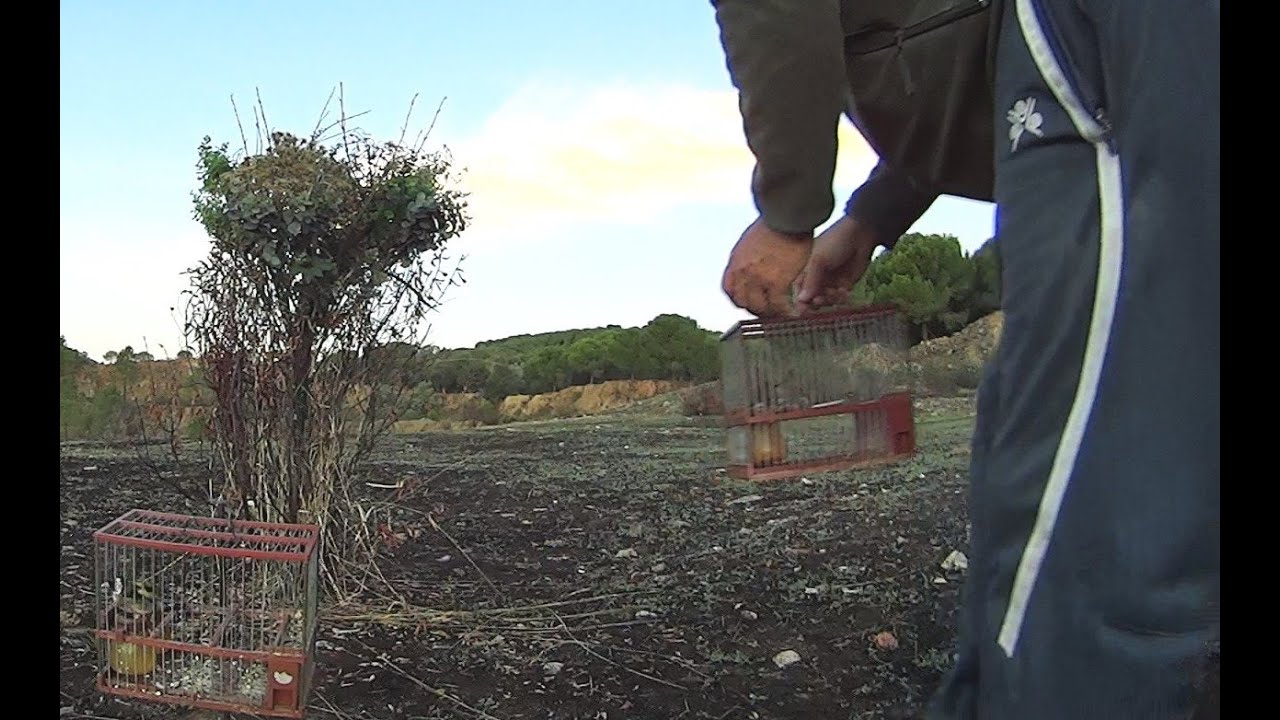 El Arbolillo Artificial Campeo de jilguero padillo y verderon