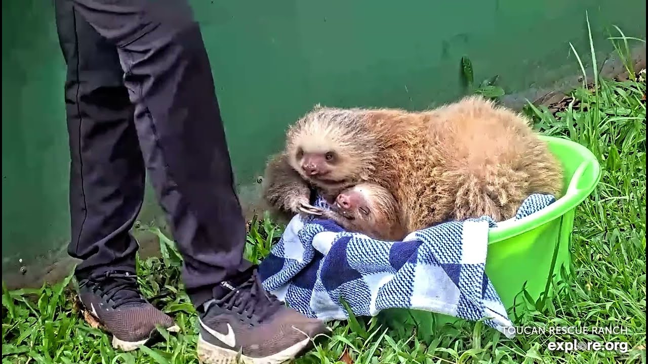 Big baby sloth and friend - Sloth TV on explore.org