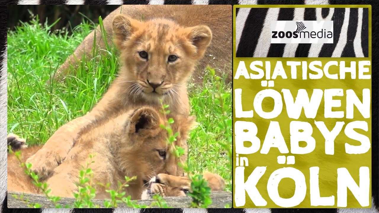 Löwen-BABYS im Kölner Zoo 😍 | zoos.media