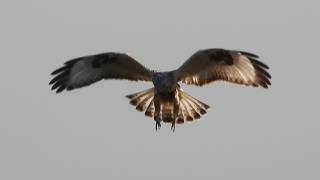 Ruigpootbuizerd Buteo lagopus