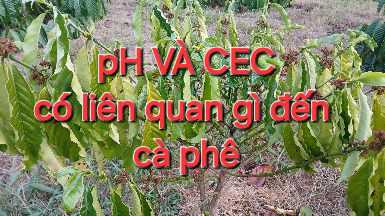 Tại sao pH cao và cây cà phê vẫn xấu. MV Nhân Trí