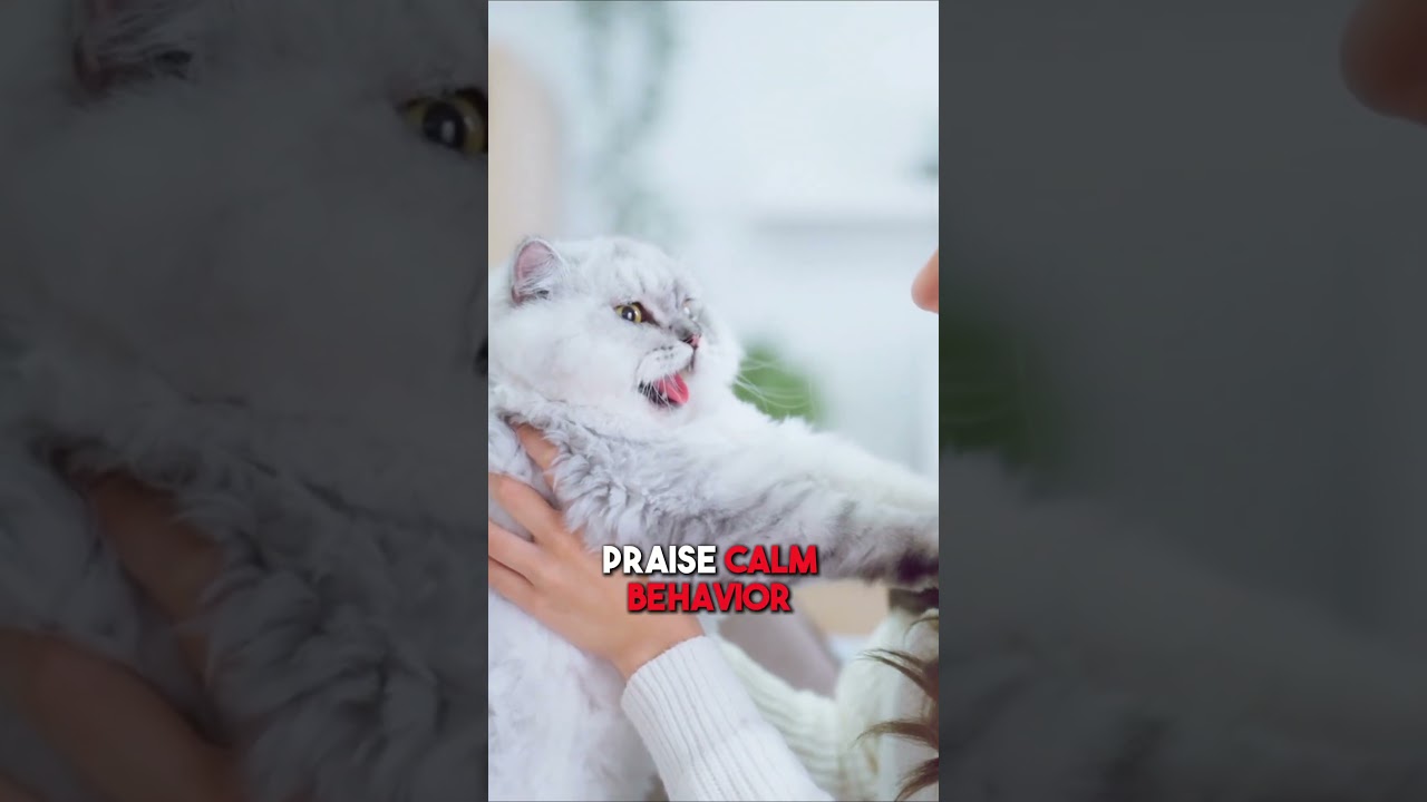Calm Your Cat | Effective Methods To Stop Aggression 