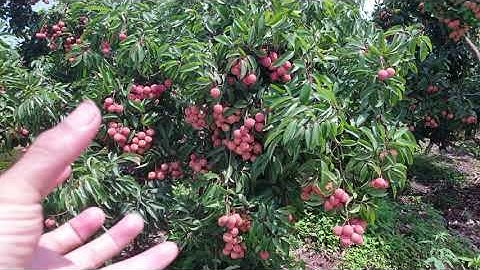 Vườn Đồi Vải Thiều Lục Ngạn Đẹp Mê Mệt l Núi Đồi Lục Ngạn