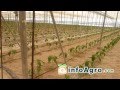 Cultivo del pimiento. 1ª parte (Chile, Ají, Morrón)