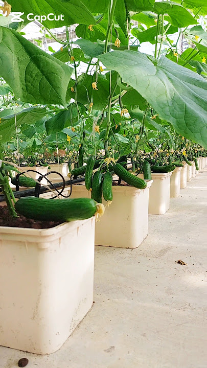 Hydroponic Cucumber Plants – A Sustainable Growing Journey #hydroponicfarming #cucumber #হাইড্রোফনিক